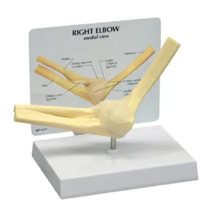 Basic Elbow Model