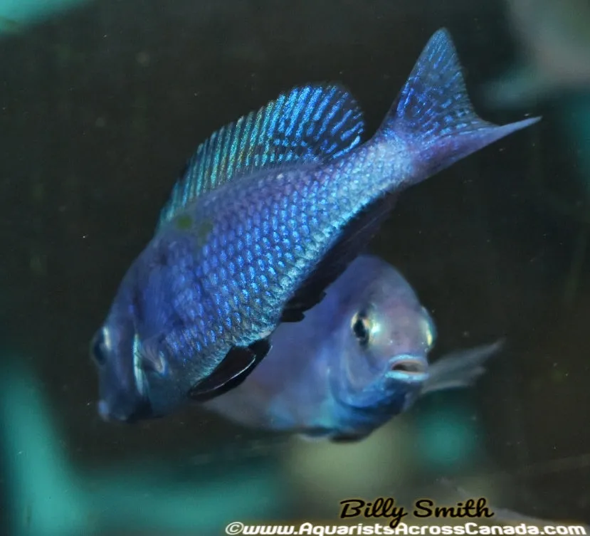 CYRTOCARA MOORII *BLUE DOLPHIN* (HOUSEBRED, DOMESTIC) 2"