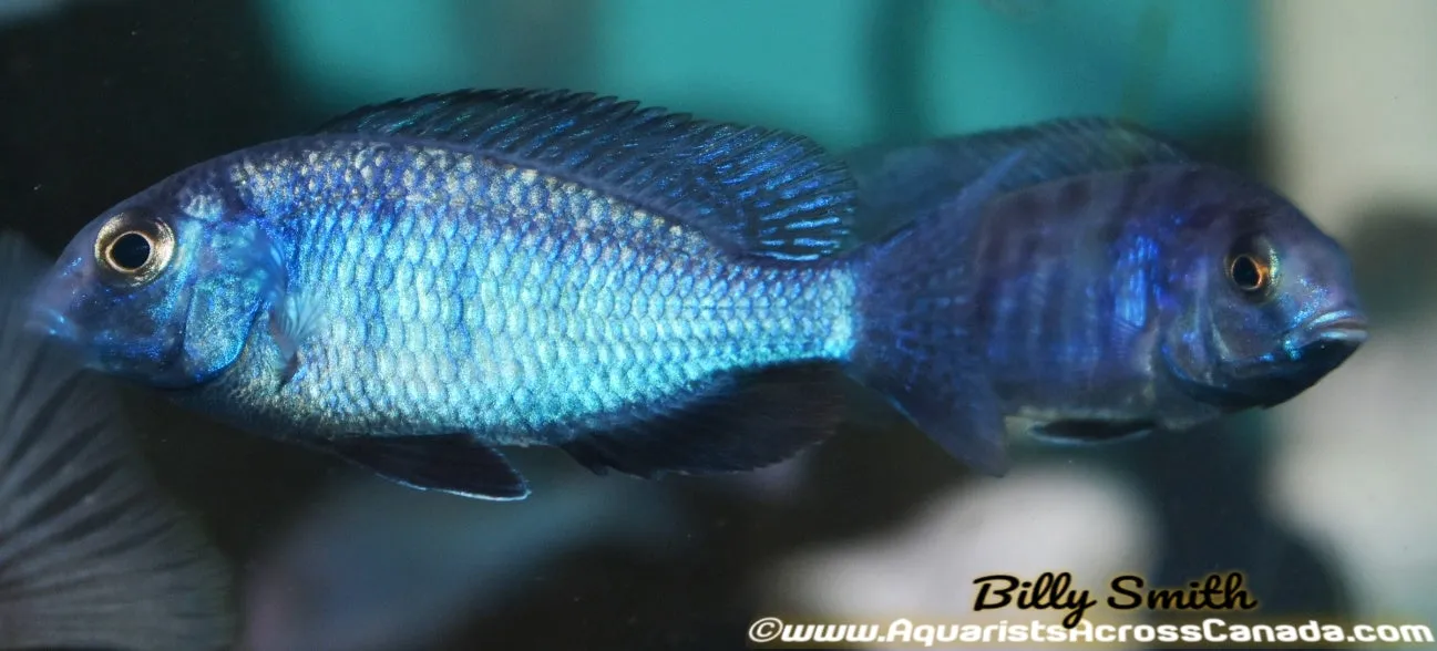 CYRTOCARA MOORII *BLUE DOLPHIN* (HOUSEBRED, DOMESTIC) 2"