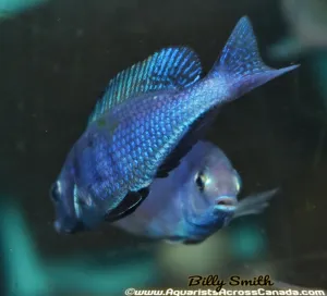 CYRTOCARA MOORII *BLUE DOLPHIN* (HOUSEBRED, DOMESTIC) 2"