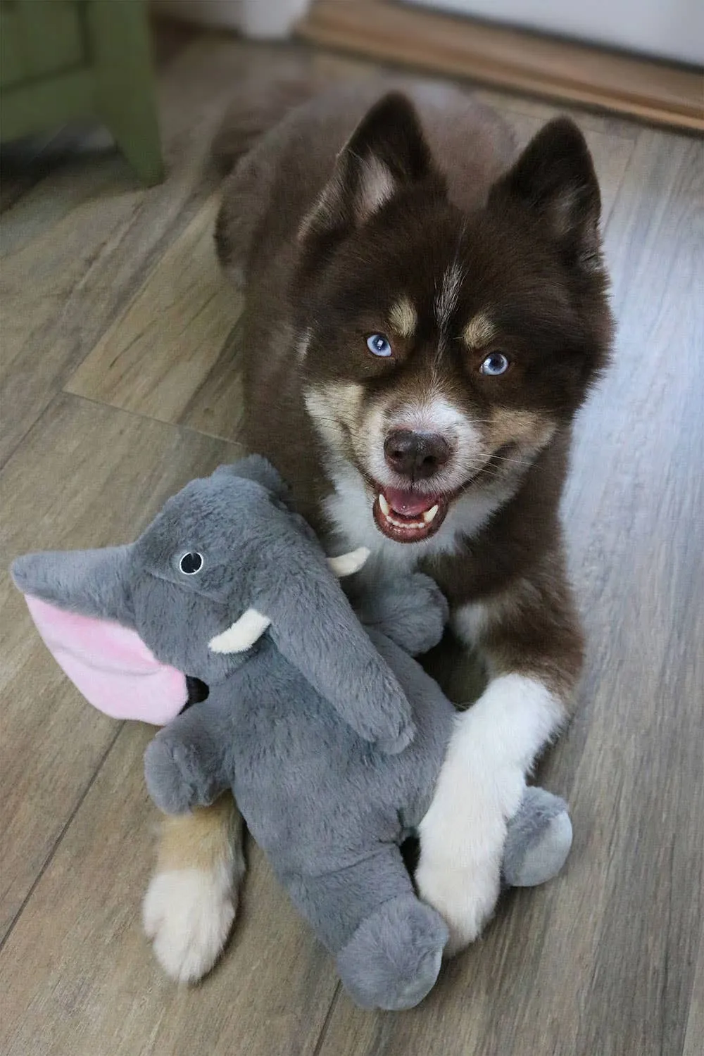 Dog Star Cute and Cuddly Savannah the Elephant Dog Toy Small