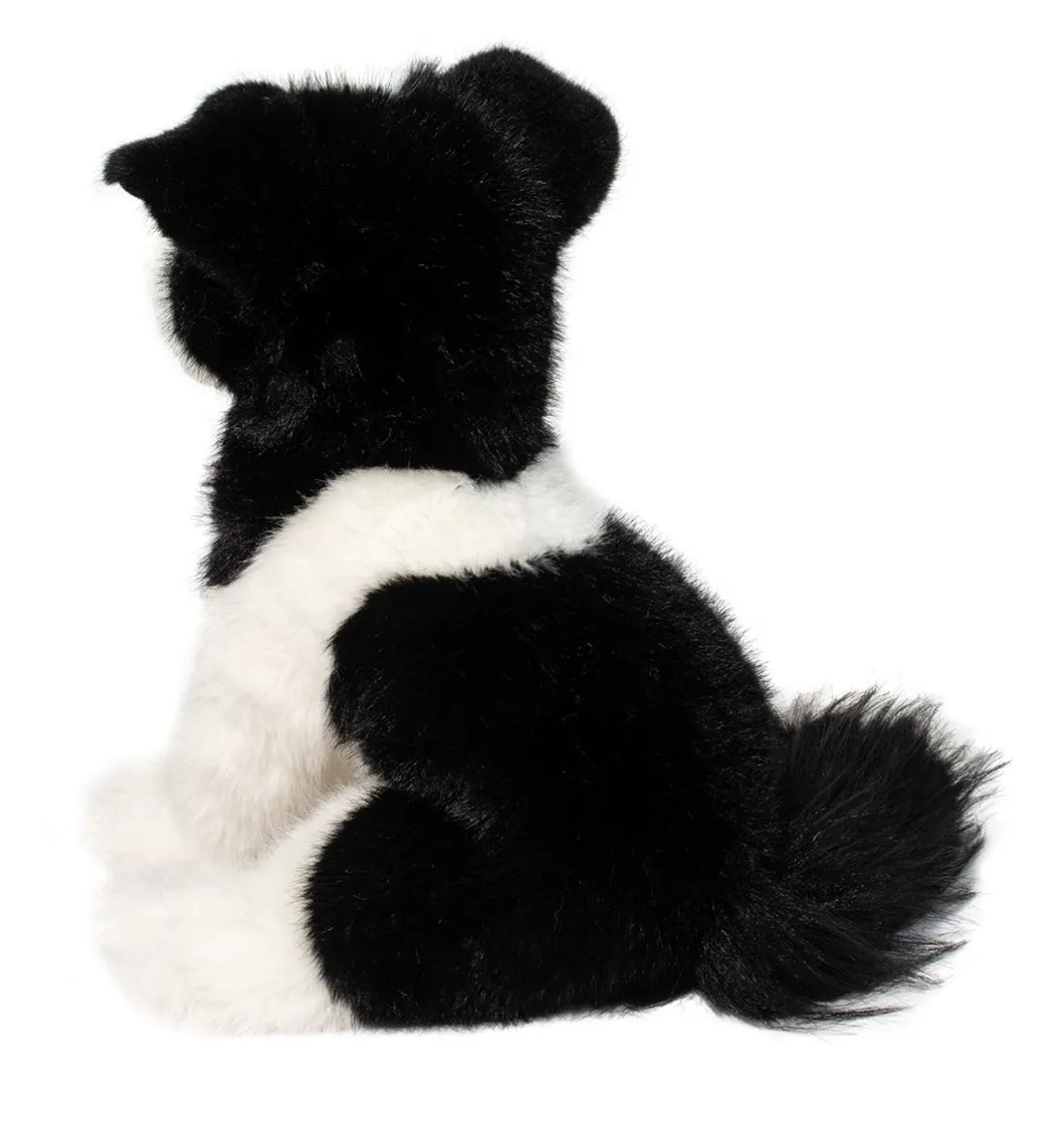 Douglas - Herdie Border Collie