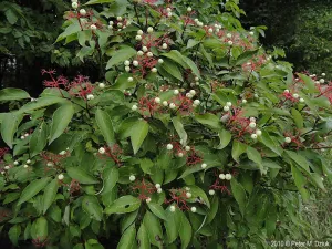 Gray Dogwood  (Cornus racemosa) - 2 Gallon Potted Shrub