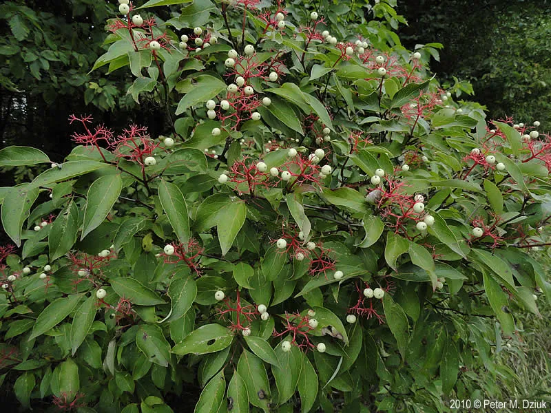 Gray Dogwood  (Cornus racemosa) - 2 Gallon Potted Shrub