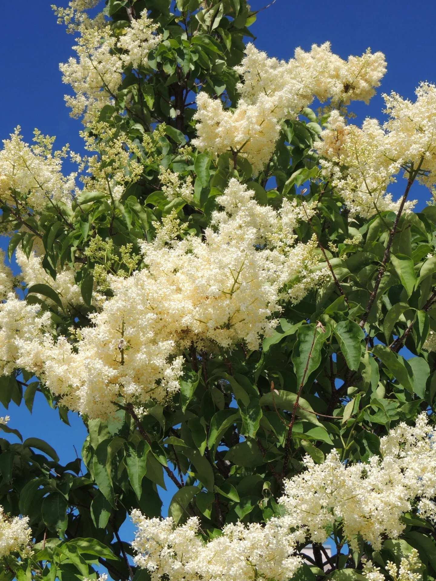 Ivory Silk Tree Lilac (tree form) (Syringa reticulata 'Ivory Silk (tree form)' - 10 Gallon Potted Tree