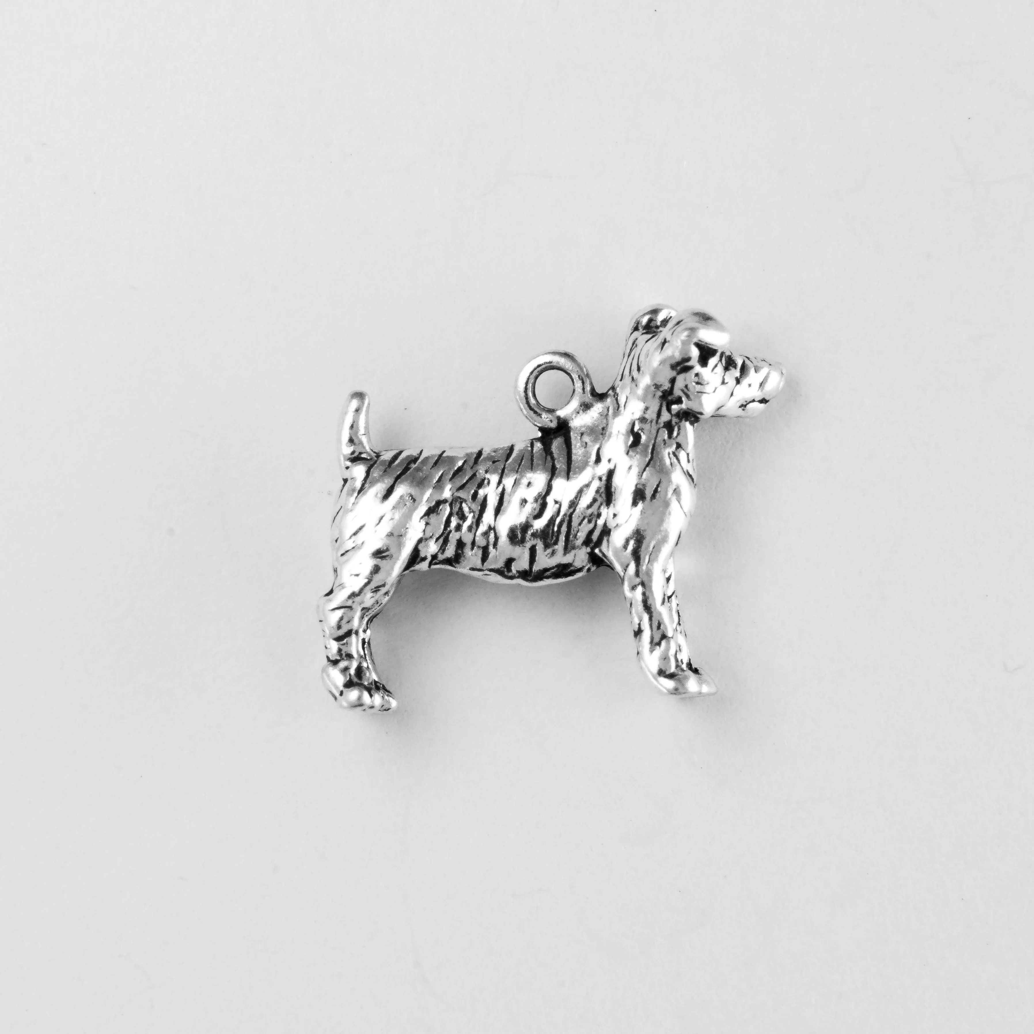 Jack Russell Terrier