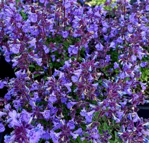 'Kitten Around' Catmint (Nepeta x faassenii 'Kitten Around') - 1 Gallon Potted Perennial