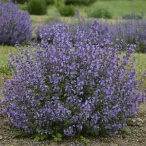 'Kitten Around' Catmint (Nepeta x faassenii 'Kitten Around') - 1 Gallon Potted Perennial