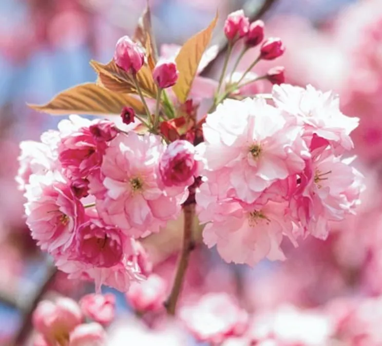 Kwanzan Flowering Cherry (Prunus serrulata 'Kwanzan') - 7 Gallon Potted Tree