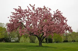 Kwanzan Flowering Cherry (Prunus serrulata 'Kwanzan') - 7 Gallon Potted Tree
