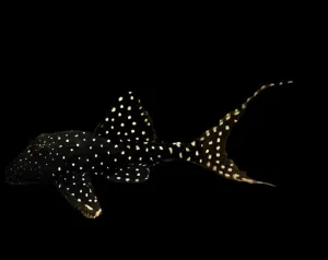L155 ADONIS PLECO (Acanthicus Adonis)