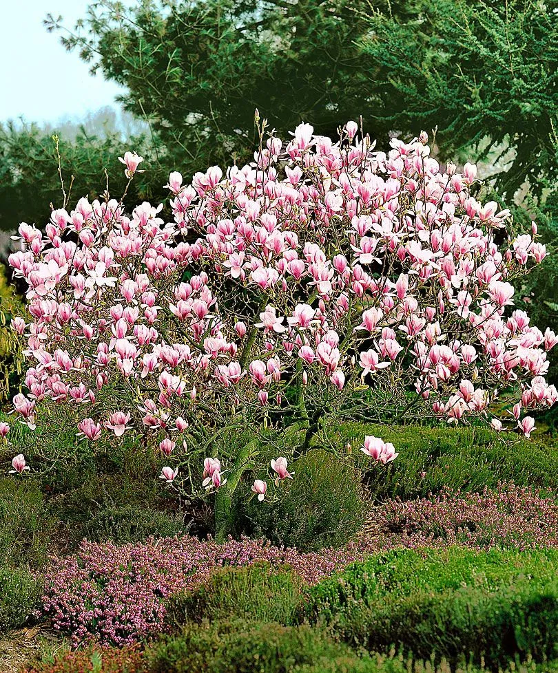 Magnolia 'Cameo' (Magnolia soulangeana) - 110cm - 5 Gallon Potted Tree