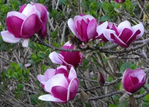 Magnolia 'Cameo' (Magnolia soulangeana) - 110cm - 5 Gallon Potted Tree