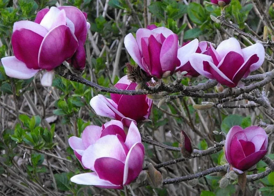 Magnolia 'Cameo' (Magnolia soulangeana) - 110cm - 5 Gallon Potted Tree