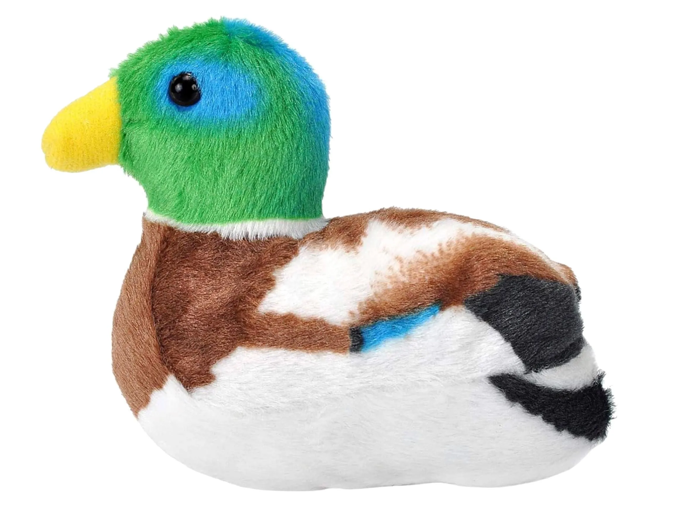 Mallard Duck
