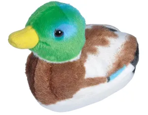 Mallard Duck
