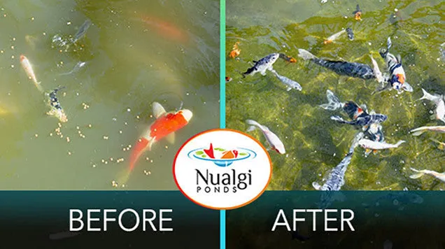 Nualgi Ponds