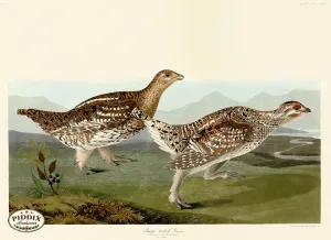 PDXC20918 -- Audubon Sharp-Tailed Grous