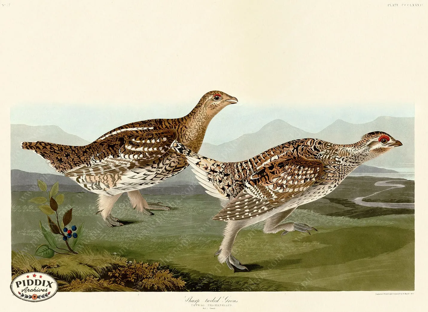 PDXC20918 -- Audubon Sharp-Tailed Grous