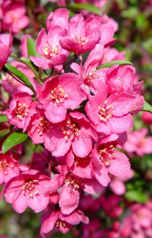Prairifire Flowering Crabapple (Malus 'Prairifire') - 200cm - 10 Gallon Potted Tree