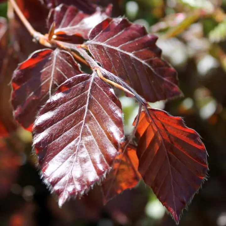 Red Obelisk Beech  (Fagus sylvatica 'Red Obelisk') - 10 Gallon Potted Tree