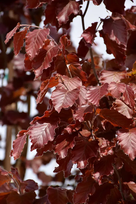 Red Obelisk Beech  (Fagus sylvatica 'Red Obelisk') - 10 Gallon Potted Tree