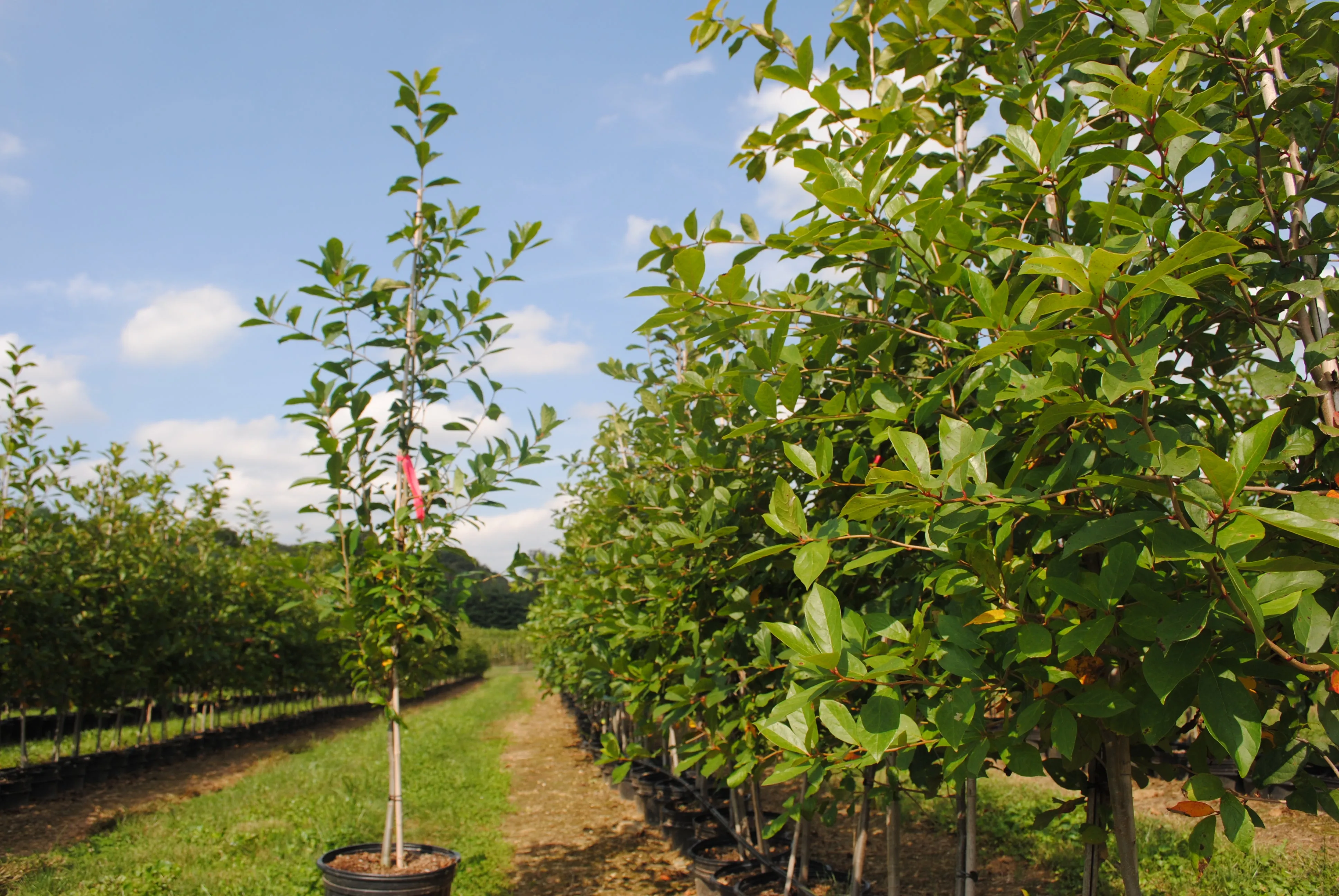 Tupelo Tower Black Gum (Nyssa sylvatica 'WFH1') - 10 Gallon Potted Tree