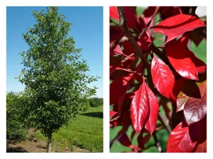 Tupelo Tower Black Gum (Nyssa sylvatica 'WFH1') - 10 Gallon Potted Tree