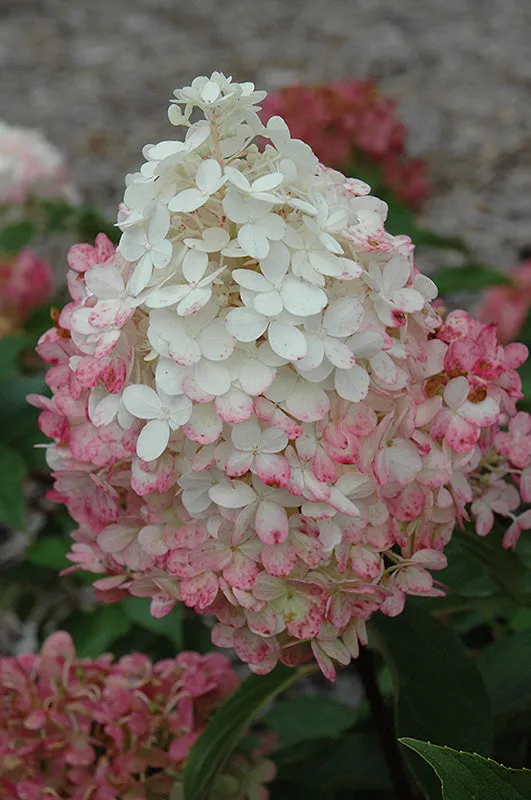 Vanilla Strawberry Hydrangea Standard (Hydrangea paniculata 'Renhy') - 7 Gallon Potted Tree