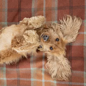 Warm Spice Tartan Blankets